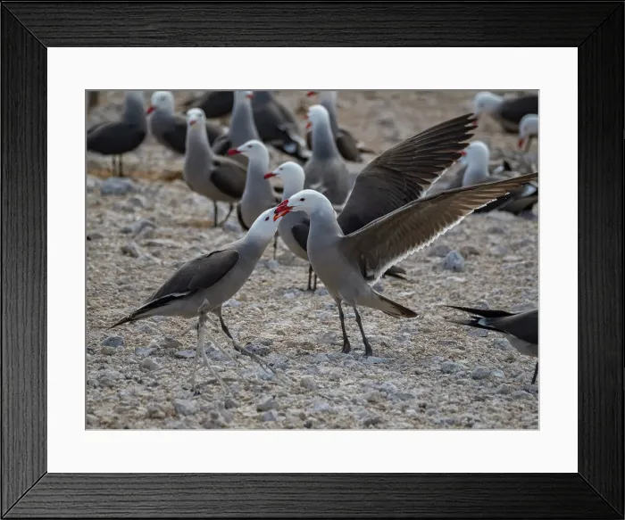Framed Print : Heermann's gulls (Larus heermanni), quarreling at breeding colony on Isla Rasa, Baja California, Sea of Cortez, Mexico, North Anerica