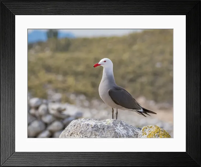 Framed Print : Heermann's gull (Larus heermanni), at breeding colony on Isla Rasa, Baja California, Sea of Cortez, Mexico, North Anerica