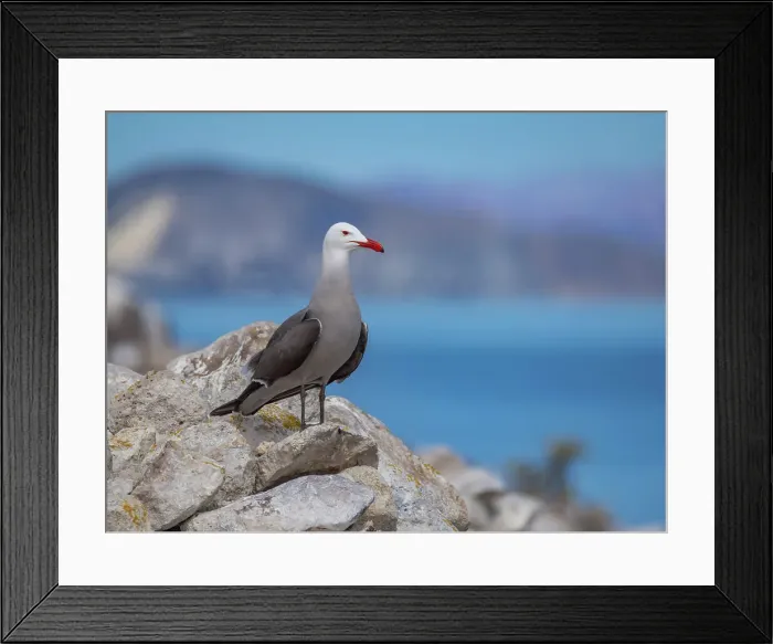 Framed Print : Heermann's gull (Larus heermanni), at breeding colony on Isla Rasa, Baja California, Sea of Cortez, Mexico, North Anerica Framed Print : Heermann's gull (Larus heermanni), at breeding colony on Isla Rasa, Baja California, Sea of Cortez, Mexico, North Anerica