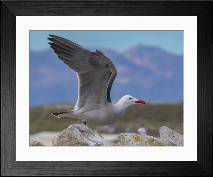 Framed Print : Heermann's gull (Larus heermanni), at breeding colony on Isla Rasa, Baja California, Sea of Cortez, Mexico, North Anerica