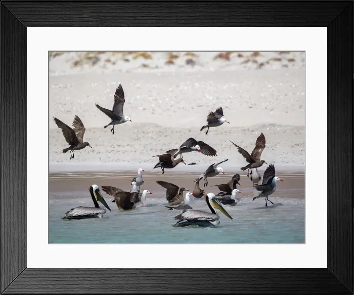 Framed Print : Heermann's gulls (Larus heermanni), feeding on the beach at Isla Carmen, Baja California Sur, Sea of Cortez, Mexico, North America