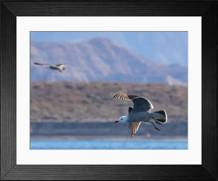 Framed Print : Heermann's gull (Larus heermanni), in flight above the beach at Isla Carmen, Baja California Sur, Sea of Cortez, Mexico, North America Framed Print : Heermann's gull (Larus heermanni), in flight above the beach at Isla Carmen, Baja California Sur, Sea of Cortez, Mexico, North America