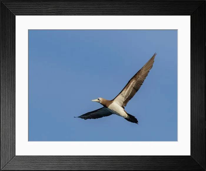 Framed Print : Brown booby (Sula leucogaster), in flight off small islet north of Isla San Marcos, Baja California Sur, Sea of Cortez, Mexico, North America Framed Print : Brown booby (Sula leucogaster), in flight off small islet north of Isla San Marcos, Baja California Sur, Sea of Cortez, Mexico, North America