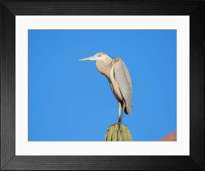 Framed Print : Great blue heron (Ardea herodias), perched on a cardon cactus, Isla Espiritu Santo, BCS, Sea of Cortez, Mexico, North America Framed Print : Great blue heron (Ardea herodias), perched on a cardon cactus, Isla Espiritu Santo, BCS, Sea of Cortez, Mexico, North America