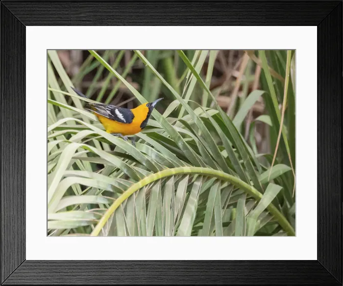 Framed Print : A male hooded oriole (Icterus cucullatus), in courtship, San Jose del Cabo, Baja California Sur, Sea of Cortez, Mexico, North America Framed Print : A male hooded oriole (Icterus cucullatus), in courtship, San Jose del Cabo, Baja California Sur, Sea of Cortez, Mexico, North America