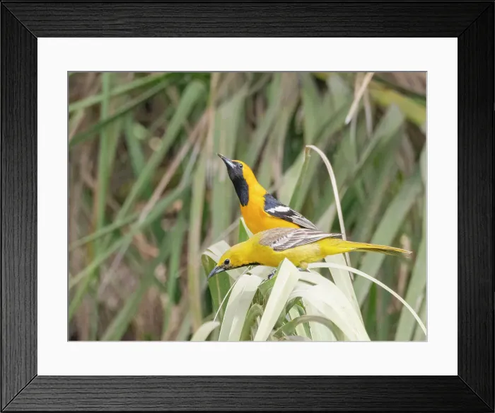 Framed Print : A pair of hooded orioles (Icterus cucullatus), in courtship, San Jose del Cabo, Baja California Sur, Sea of Cortez, Mexico, North America Framed Print : A pair of hooded orioles (Icterus cucullatus), in courtship, San Jose del Cabo, Baja California Sur, Sea of Cortez, Mexico, North America