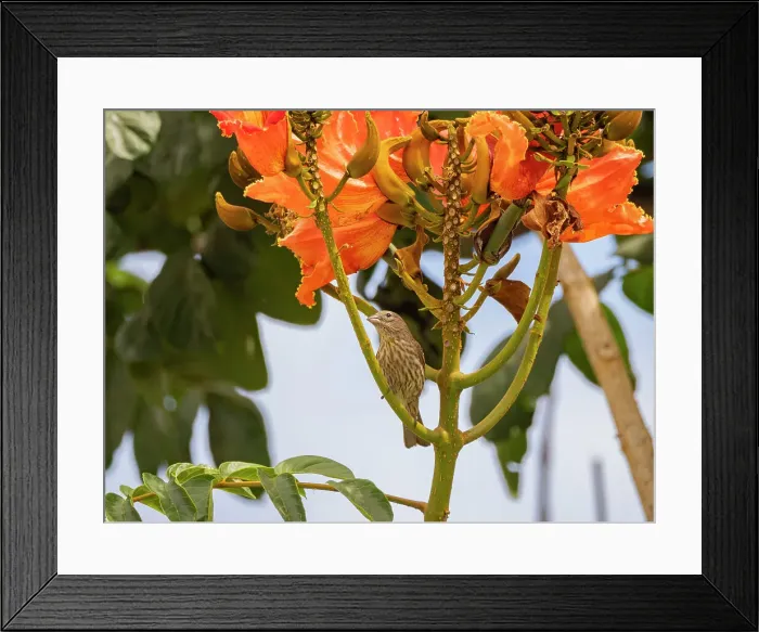 Framed Print : A female house finch (Haemorhous mexicanus), on flower, San Jose del Cabo, Baja California Sur, Sea of Cortez, Mexico, North America