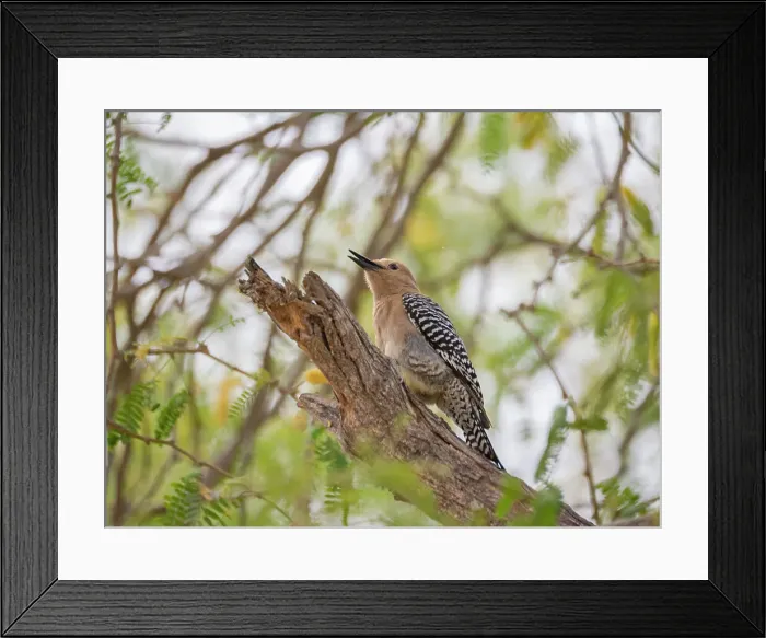 Framed Print : A Gila woodpecker (Melanerpes uropygialis), on perch, San Jose del Cabo, Baja California Sur, Sea of Cortez, Mexico, North America Framed Print : A Gila woodpecker (Melanerpes uropygialis), on perch, San Jose del Cabo, Baja California Sur, Sea of Cortez, Mexico, North America