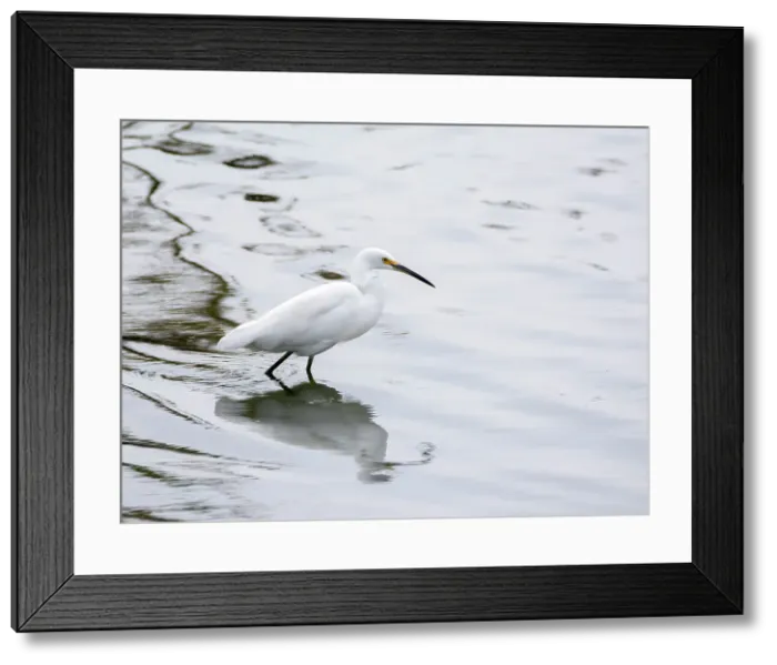Framed Print : A snowy egret (Egretta thula), fishing in the shallows, San Jose del Cabo, Baja California Sur, Sea of Cortez, Mexico, North America Framed Print : A snowy egret (Egretta thula), fishing in the shallows, San Jose del Cabo, Baja California Sur, Sea of Cortez, Mexico, North America