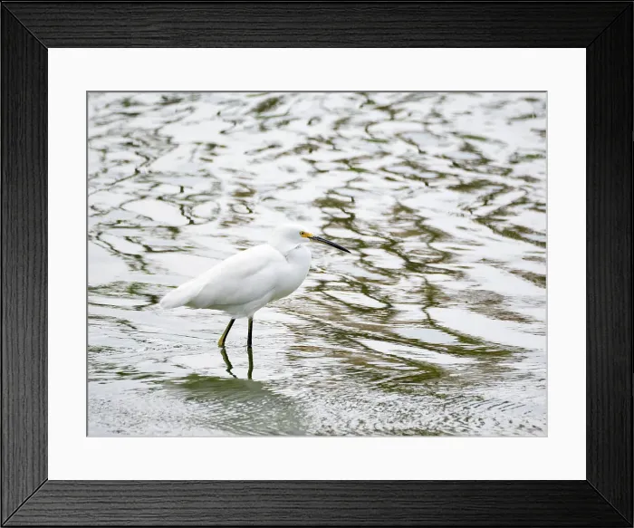 Framed Print : A snowy egret (Egretta thula), fishing in the shallows, San Jose del Cabo, Baja California Sur, Sea of Cortez, Mexico, North America Framed Print : A snowy egret (Egretta thula), fishing in the shallows, San Jose del Cabo, Baja California Sur, Sea of Cortez, Mexico, North America