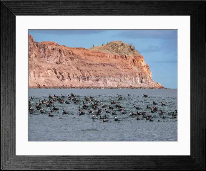Framed Print : Eared grebes (Podiceps nigricollis), in Puerto Refugio, Angel de la Guarda Island, Baja California, Sea of Cortez, Mexico, North America Framed Print : Eared grebes (Podiceps nigricollis), in Puerto Refugio, Angel de la Guarda Island, Baja California, Sea of Cortez, Mexico, North America