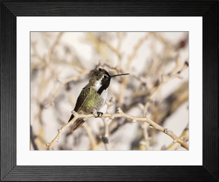 Framed Print : Male Costa's hummingbird (Calypte costae), in Bahia Concepcion, Baja California Sur, Sea of Cortez, Mexico, North America Framed Print : Male Costa's hummingbird (Calypte costae), in Bahia Concepcion, Baja California Sur, Sea of Cortez, Mexico, North America