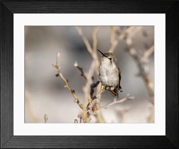 Framed Print : Female Costa's hummingbird (Calypte costae), in Bahia Concepcion, Baja California Sur, Sea of Cortez, Mexico, North America Framed Print : Female Costa's hummingbird (Calypte costae), in Bahia Concepcion, Baja California Sur, Sea of Cortez, Mexico, North America