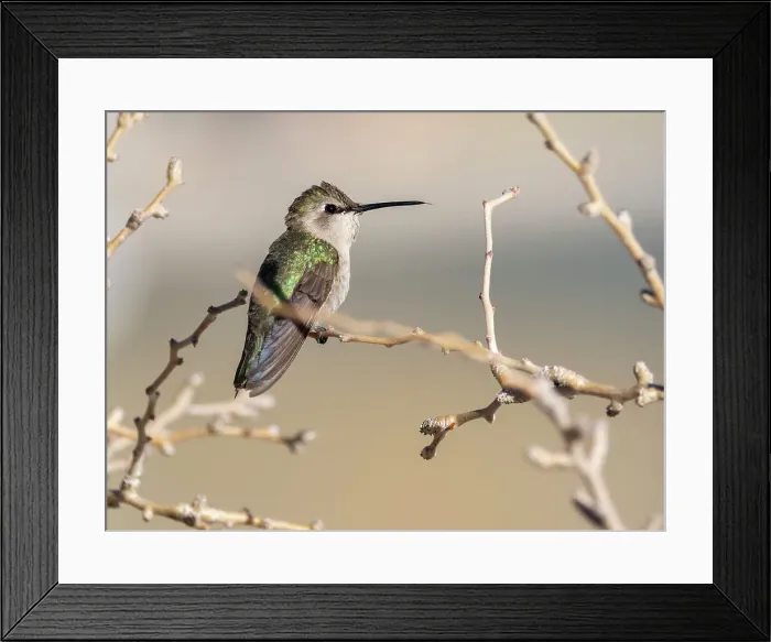 Framed Print : Female Costa's hummingbird (Calypte costae), in Bahia Concepcion, Baja California Sur, Sea of Cortez, Mexico, North America