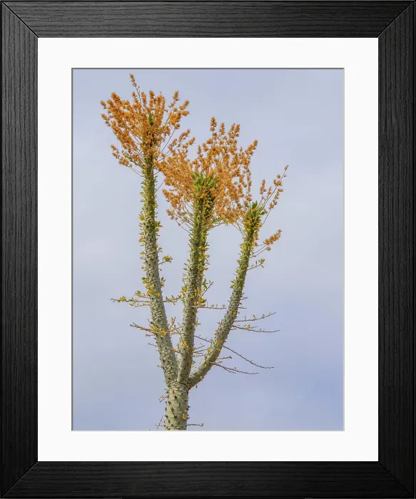 Framed Print : Boojum tree (Fouquieria columnaris), just outside Bahia de los Angeles, Baja California, Sea of Cortez, Mexico, North America Framed Print : Boojum tree (Fouquieria columnaris), just outside Bahia de los Angeles, Baja California, Sea of Cortez, Mexico, North America