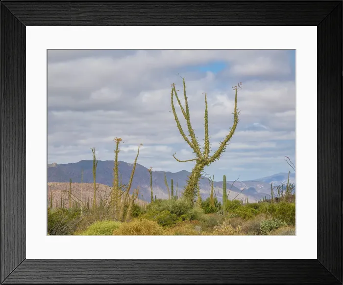 Framed Print : Boojum tree (Fouquieria columnaris), just outside Bahia de los Angeles, Baja California, Sea of Cortez, Mexico, North America Framed Print : Boojum tree (Fouquieria columnaris), just outside Bahia de los Angeles, Baja California, Sea of Cortez, Mexico, North America