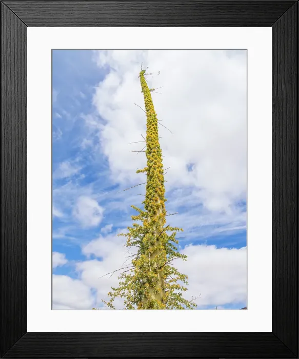 Framed Print : Boojum tree (Fouquieria columnaris), just outside Bahia de los Angeles, Baja California, Sea of Cortez, Mexico, North America Framed Print : Boojum tree (Fouquieria columnaris), just outside Bahia de los Angeles, Baja California, Sea of Cortez, Mexico, North America