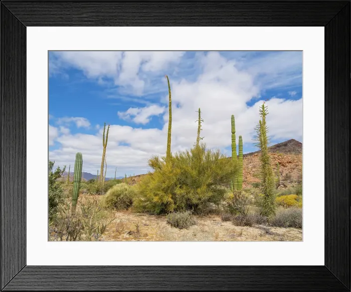 Framed Print : Boojum tree (Fouquieria columnaris), just outside Bahia de los Angeles, Baja California, Sea of Cortez, Mexico, North America Framed Print : Boojum tree (Fouquieria columnaris), just outside Bahia de los Angeles, Baja California, Sea of Cortez, Mexico, North America