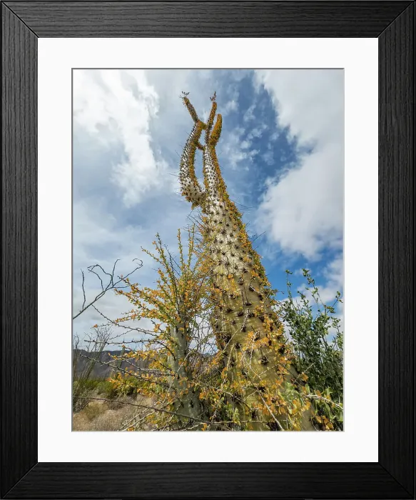 Framed Print : Boojum tree (Fouquieria columnaris), just outside Bahia de los Angeles, Baja California, Sea of Cortez, Mexico, North America Framed Print : Boojum tree (Fouquieria columnaris), just outside Bahia de los Angeles, Baja California, Sea of Cortez, Mexico, North America