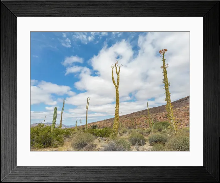 Framed Print : Boojum tree (Fouquieria columnaris), just outside Bahia de los Angeles, Baja California, Sea of Cortez, Mexico, North America Framed Print : Boojum tree (Fouquieria columnaris), just outside Bahia de los Angeles, Baja California, Sea of Cortez, Mexico, North America