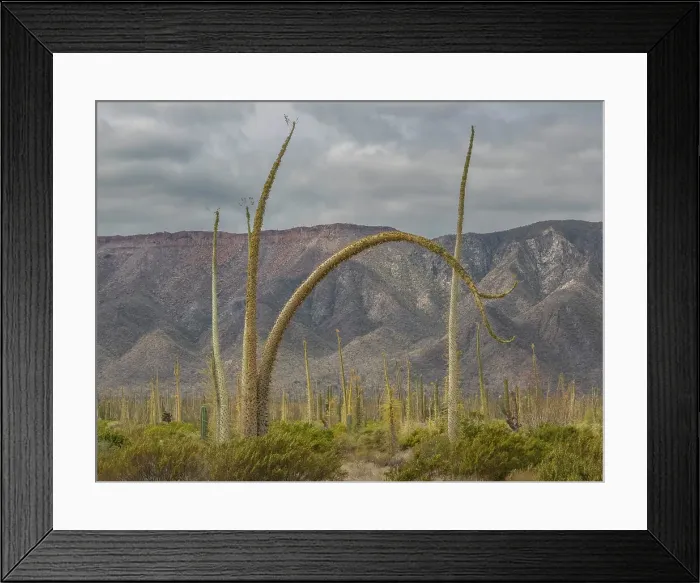 Framed Print : Boojum tree (Fouquieria columnaris), just outside Bahia de los Angeles, Baja California, Sea of Cortez, Mexico, North America Framed Print : Boojum tree (Fouquieria columnaris), just outside Bahia de los Angeles, Baja California, Sea of Cortez, Mexico, North America
