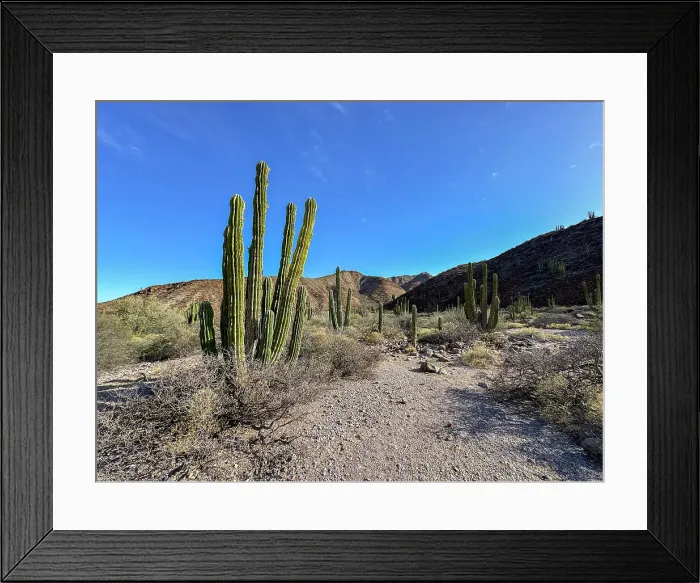 Framed Print : Mexican giant cardon (Pachycereus pringlei), on Isla San Esteban, Baja California, Sea of Cortez, Mexico, North America Framed Print : Mexican giant cardon (Pachycereus pringlei), on Isla San Esteban, Baja California, Sea of Cortez, Mexico, North America