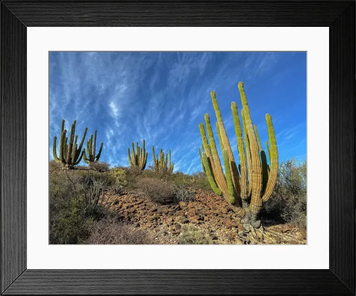 Framed Print : Mexican giant cardon (Pachycereus pringlei), on Isla San Esteban, Baja California, Sea of Cortez, Mexico, North America Framed Print : Mexican giant cardon (Pachycereus pringlei), on Isla San Esteban, Baja California, Sea of Cortez, Mexico, North America