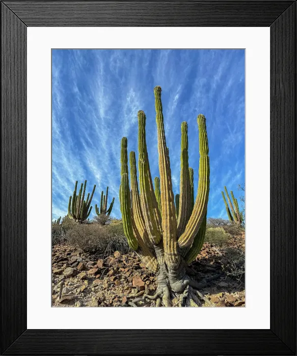 Framed Print : Mexican giant cardon (Pachycereus pringlei), on Isla San Esteban, Baja California, Sea of Cortez, Mexico, North America Framed Print : Mexican giant cardon (Pachycereus pringlei), on Isla San Esteban, Baja California, Sea of Cortez, Mexico, North America