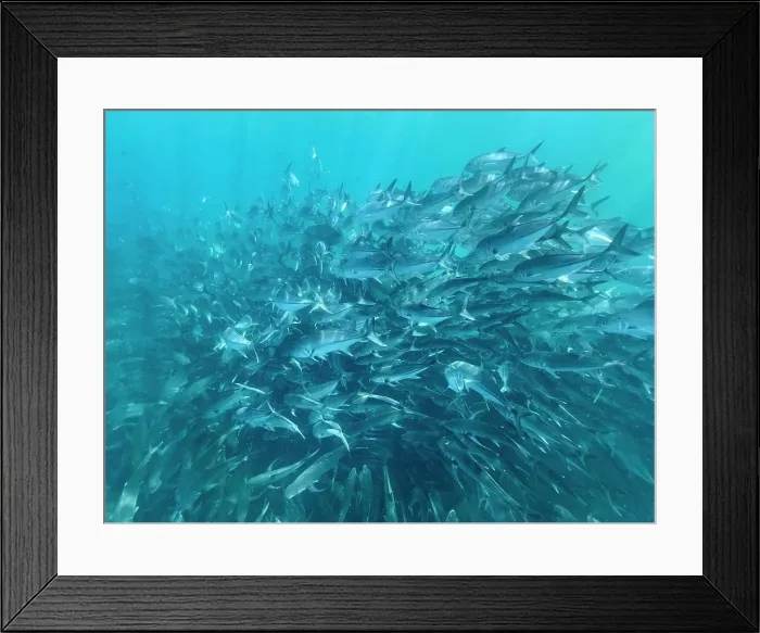 Framed Print : Bigeye Trevally (Caranx sexfasciatus), schooling in Cabo Pulmo National Marine Park, Baja California Sur, Mexico, North America Framed Print : Bigeye Trevally (Caranx sexfasciatus), schooling in Cabo Pulmo National Marine Park, Baja California Sur, Mexico, North America