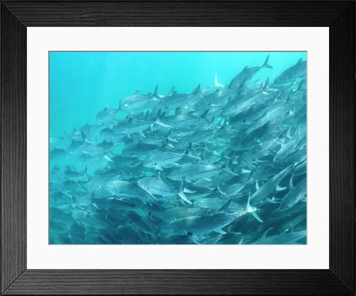 Framed Print : Bigeye Trevally (Caranx sexfasciatus), schooling in Cabo Pulmo National Marine Park, Baja California Sur, Mexico, North America Framed Print : Bigeye Trevally (Caranx sexfasciatus), schooling in Cabo Pulmo National Marine Park, Baja California Sur, Mexico, North America