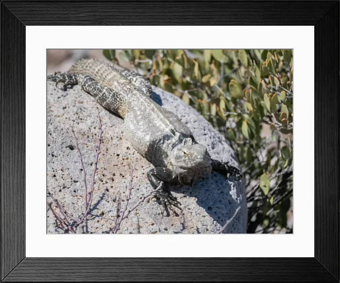 Framed Print : Adult San Esteban spiny-tailed iguana (Ctenosaura conspicuosa), endemic to Isla San Esteban, Baja California, Mexico, North America
