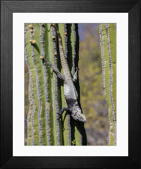 Framed Print : Adult San Esteban spiny-tailed iguana (Ctenosaura conspicuosa), endemic to Isla San Esteban, Baja California, Mexico, North America