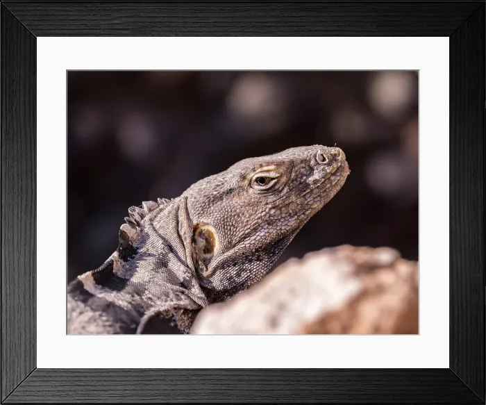 Framed Print : Adult San Esteban spiny-tailed iguana (Ctenosaura conspicuosa), endemic to Isla San Esteban, Baja California, Mexico, North America Framed Print : Adult San Esteban spiny-tailed iguana (Ctenosaura conspicuosa), endemic to Isla San Esteban, Baja California, Mexico, North America