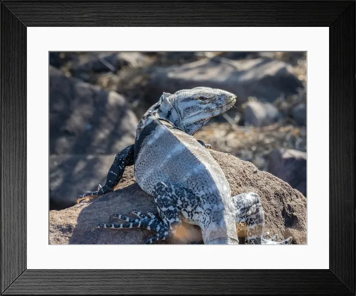 Framed Print : Adult San Esteban spiny-tailed iguana (Ctenosaura conspicuosa), endemic to Isla San Esteban, Baja California, Mexico, North America Framed Print : Adult San Esteban spiny-tailed iguana (Ctenosaura conspicuosa), endemic to Isla San Esteban, Baja California, Mexico, North America