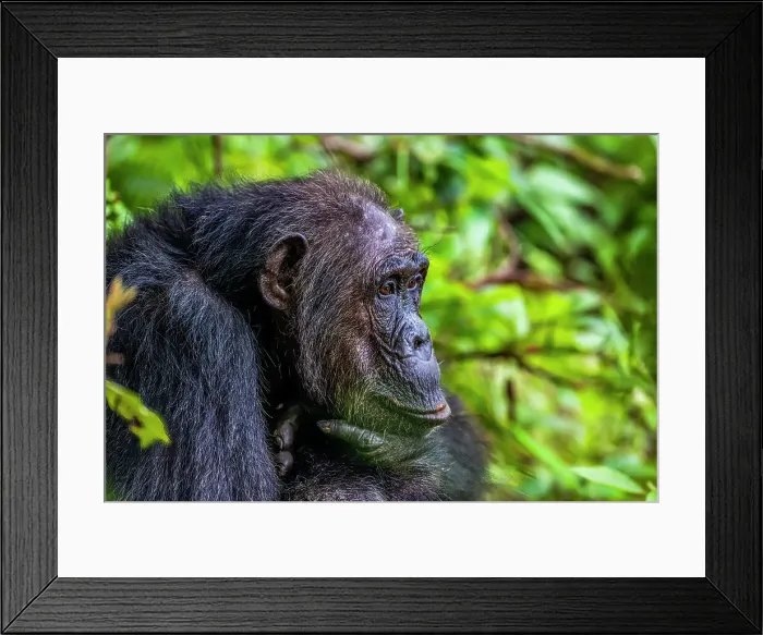 Framed Print : Chimpanzee (Pan troglodytes), Gombe Stream National Park, Lake Tanganyika, Tanzania, East Africa, Africa Framed Print : Chimpanzee (Pan troglodytes), Gombe Stream National Park, Lake Tanganyika, Tanzania, East Africa, Africa