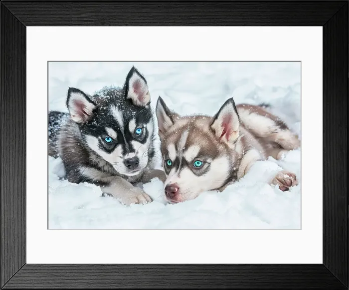 Framed Print : AI generated image of Two cute Alaskan Husky pups playing in snow Framed Print : AI generated image of Two cute Alaskan Husky pups playing in snow