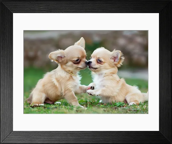 Framed Print : AI generated image of Two cute Chihuahua pups playing together
