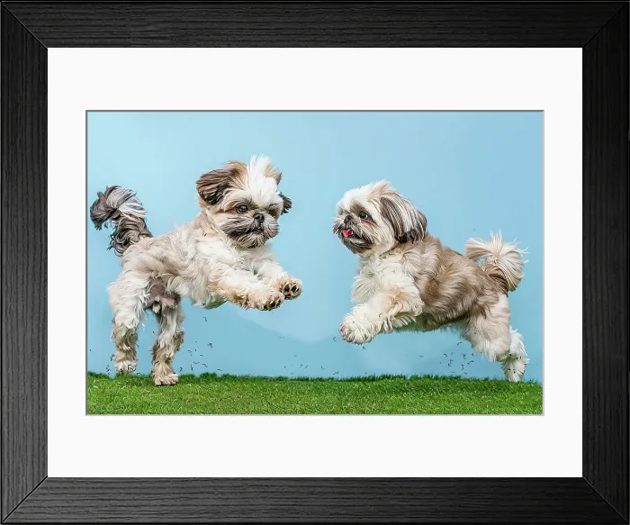 Framed Print : AI generated image of Two cute Shih Tzu pups playing and springing together Framed Print : AI generated image of Two cute Shih Tzu pups playing and springing together