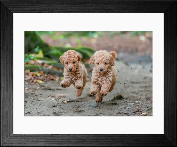 Framed Print : AI generated image of Two cute Poodle pups running together Framed Print : AI generated image of Two cute Poodle pups running together