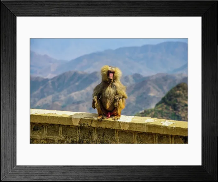 Framed Print : Hamadryas baboon (Papio hamadryas), along the road from Massawa to Asmara, Eritrea, Africa Framed Print : Hamadryas baboon (Papio hamadryas), along the road from Massawa to Asmara, Eritrea, Africa