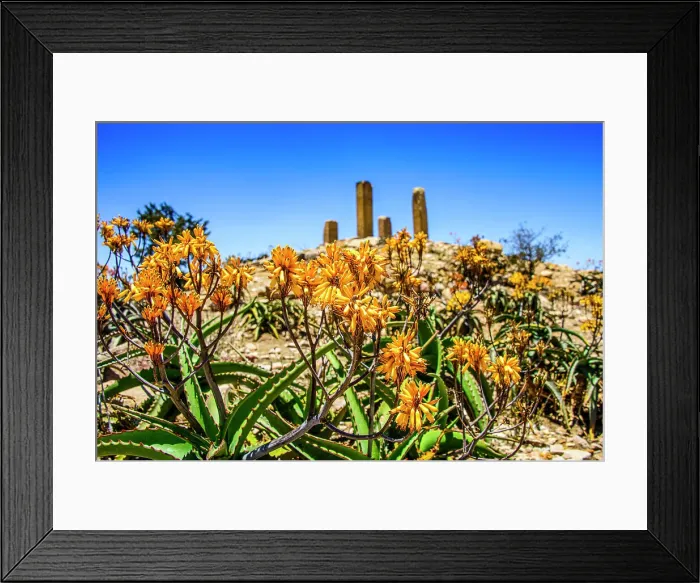 Framed Print : Blooming flowers in front of the columns of a ruined structure at the Pre-Aksumite settlement of Qohaito (Koloe), Eritrea, Africa Framed Print : Blooming flowers in front of the columns of a ruined structure at the Pre-Aksumite settlement of Qohaito (Koloe), Eritrea, Africa