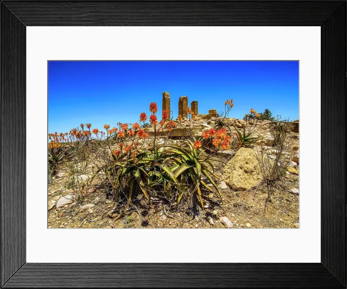 Framed Print : Blooming flowers in front of the columns of a ruined structure at the Pre-Aksumite settlement of Qohaito (Koloe), Eritrea, Africa Framed Print : Blooming flowers in front of the columns of a ruined structure at the Pre-Aksumite settlement of Qohaito (Koloe), Eritrea, Africa