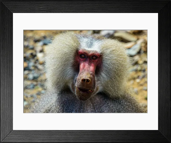 Framed Print : Hamadryas baboon (Papio hamadryas), along the road from Massawa to Asmara, Eritrea, Africa Framed Print : Hamadryas baboon (Papio hamadryas), along the road from Massawa to Asmara, Eritrea, Africa