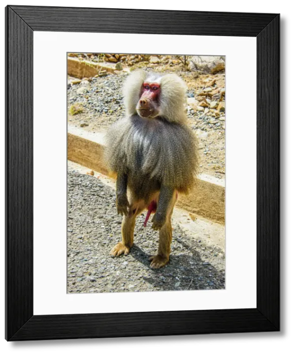 Framed Print : Hamadryas baboon (Papio hamadryas), along the road from Massawa to Asmara, Eritrea, Africa Framed Print : Hamadryas baboon (Papio hamadryas), along the road from Massawa to Asmara, Eritrea, Africa