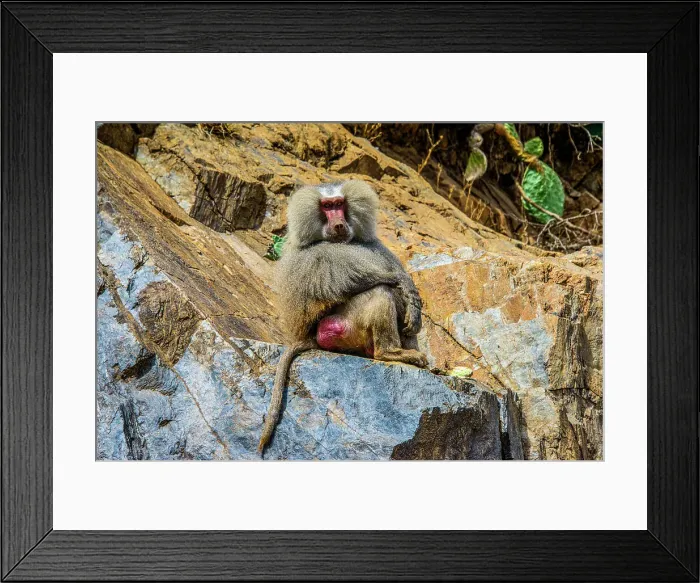 Framed Print : Hamadryas baboon (Papio hamadryas), along the road from Massawa to Asmara, Eritrea, Africa Framed Print : Hamadryas baboon (Papio hamadryas), along the road from Massawa to Asmara, Eritrea, Africa