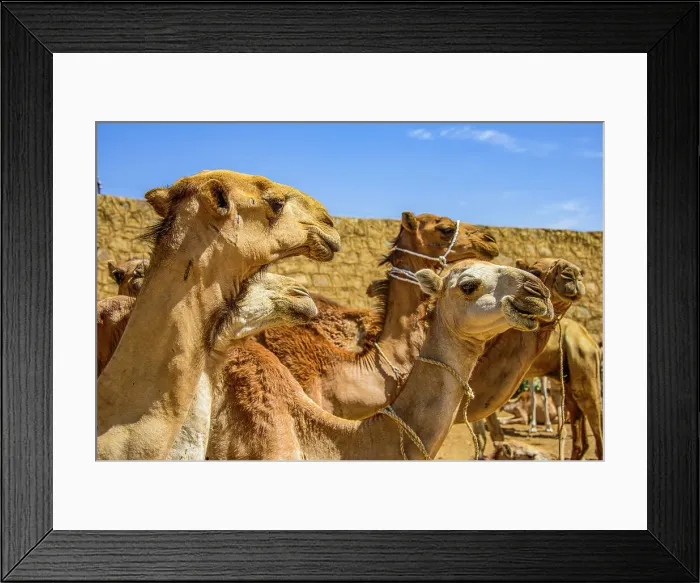 Framed Print : Close up of camels on the camel market of Keren, Eritrea, Africa