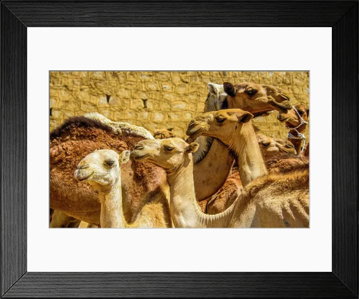 Framed Print : Close up of camels on the camel market of Keren, Eritrea, Africa Framed Print : Close up of camels on the camel market of Keren, Eritrea, Africa