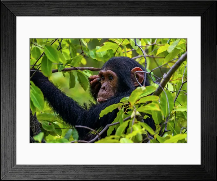 Framed Print : Chimpanzee (Pan troglodytes), Gombe Stream National Park, Lake Tanganyika, Tanzania, East Africa, Africa Framed Print : Chimpanzee (Pan troglodytes), Gombe Stream National Park, Lake Tanganyika, Tanzania, East Africa, Africa