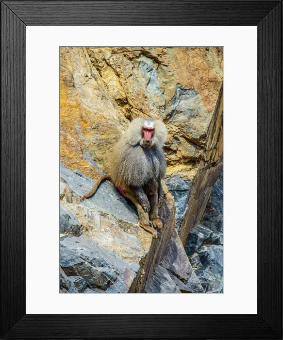 Framed Print : Hamadryas baboon (Papio hamadryas), along the road from Massawa to Asmara, Eritrea, Africa Framed Print : Hamadryas baboon (Papio hamadryas), along the road from Massawa to Asmara, Eritrea, Africa