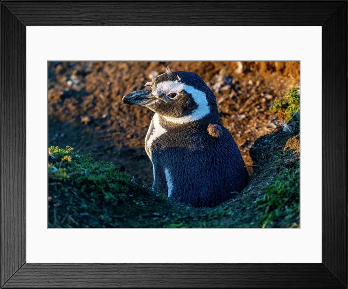 Framed Print : Magellanic penguin (Spheniscus magellanicus), Magdalena Island, Magallanes Region, Punta Arenas, Chile, South America Framed Print : Magellanic penguin (Spheniscus magellanicus), Magdalena Island, Magallanes Region, Punta Arenas, Chile, South America